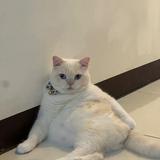 由 natasha_9995 (刊登 ID 1365259516，圖片 1) 提交，位於 的 (類別：)，說明：。