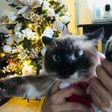 (Category: ) located in . Submitted by bitsykabinet.ph (Listing ID 1385326097, Image 1). Description: .