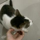 (Kategori: ) berada di . Dikirim oleh c1loved (ID iklan 1386812375, Gambar 1). Deskripsi: .