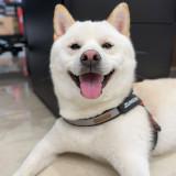 由 lovebuylovebuy (刊登 ID 1386897150，圖片 1) 提交，位於 的 (類別：)，說明：。