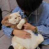 由 weiyuxiang79793 (刊登 ID 1381650570，圖片 1) 提交，位於 的 (類別：)，說明：。