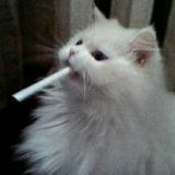 由 _2022_05 (刊登 ID 1383527974，圖片 1) 提交，位於 的 (類別：)，說明：。