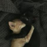 （分類：）位於 。 由 nimmm__ 提交（商品編號 1365643501，圖片 1）。簡介： 。