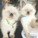 (Category: ) located in . Submitted by JansLove (Listing ID 1224485114, Image 1). Description: .