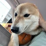 由 ashley054 (刊登 ID 1365775574，圖片 1) 提交，位於 的 (類別：)，說明：。