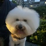 由 ccxbn (刊登 ID 1365704362，圖片 1) 提交，位於 的 (類別：)，說明：。