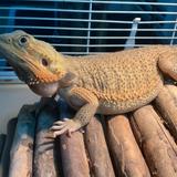 （分類：）位於 。 由 leow110318 提交（商品編號 1370172896，圖片 1）。簡介： 。