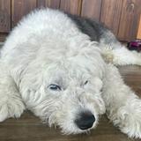 由 yu2098337 (刊登 ID 1365727716，圖片 1) 提交，位於 的 (類別：)，說明：。