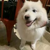 由 s9103189023096 (刊登 ID 1381217008，圖片 1) 提交，位於 的 (類別：)，說明：。