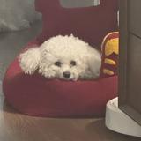 （分類：）位於 。 由 alvysssssss 提交（商品編號 1383299737，圖片 1）。簡介： 。