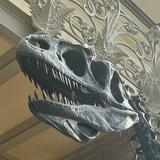 (Category: ) located in . Submitted by fossilsWY (Listing ID 1380590517, Image 1). Description: .