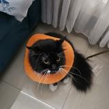 (Kategori: ) berada di . Dikirim oleh ichanoum (ID iklan 1386607519, Gambar 1). Deskripsi: .