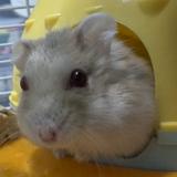 （分類：）位於 。 由 oscartim169 提交（商品編號 1284426174，圖片 1）。簡介： 。