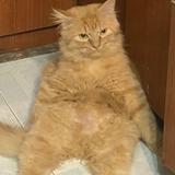 (Category: ) located in . Submitted by zazzy0912 (Listing ID 1464426332, Image 1). Description: .