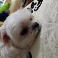 由 abaddonbir09553 (刊登 ID 1366632234，圖片 1) 提交，位於 的 (類別：)，說明：。