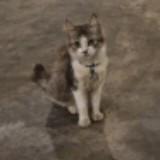 (Category: ) located in . Submitted by ahhhle (Listing ID 1366723415, Image 1). Description: .