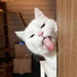 (Category: ) located in . Submitted by amathirfts (Listing ID 1384687713, Image 1). Description: .