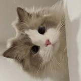 由 catcat71 (刊登 ID 1085173026，圖片 1) 提交，位於 的 (類別：)，說明：。