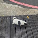 由 sassymaster (刊登 ID 1385383225，圖片 1) 提交，位於 的 (類別：)，說明：。