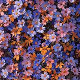 (Kategori: ) berada di . Dikirim oleh dilsaat (ID iklan 1377439835, Gambar 1). Deskripsi: .