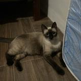 (Category: ) located in . Submitted by kaedea (Listing ID 1445730898, Image 1). Description: .