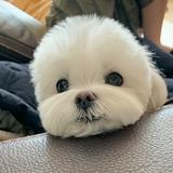 （分類：）位於 。 由 orangeorangenat 提交（商品編號 1366368513，圖片 1）。簡介： 。