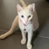(Kategori: ) berada di . Dikirim oleh pblo_ (ID iklan 1375767471, Gambar 1). Deskripsi: .