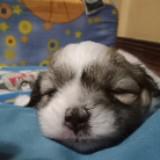 (Category: ) located in . Submitted by segunda_motion (Listing ID 1196089246, Image 1). Description: .