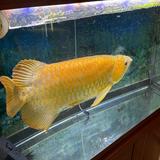 由 songwellwell (刊登 ID 1379734612，圖片 1) 提交，位於 的 (類別：)，說明：。