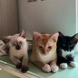 (Category: ) located in . Submitted by 3catstore (Listing ID 1366841341, Image 1). Description: .