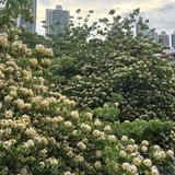 （分類：）位於 。 由 ching556 提交（商品編號 1361769673，圖片 1）。簡介： 。