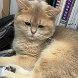 （分類：）位於 。 由 dasyl.03 提交（商品編號 1366744009，圖片 1）。簡介： 。