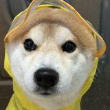 頭像