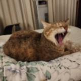 由 katylala (刊登 ID 1386373711，圖片 1) 提交，位於 的 (類別：)，說明：。