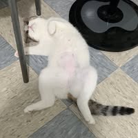 （分類：）位於 。 由 kellui145731128 提交（商品編號 1385597755，圖片 1）。簡介： 。