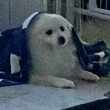 (Category: ) located in . Submitted by ._.zzz (Listing ID 1303835223, Image 1). Description: .