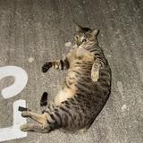 (Category: ) located in . Submitted by feetsniffer10077 (Listing ID 1380169113, Image 1). Description: .