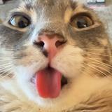 (Category: ) located in . Submitted by flippingpigeon (Listing ID 1352441113, Image 1). Description: .
