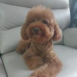 （分類：）位於 。 由 fionatam0315 提交（商品編號 1381837022，圖片 1）。簡介： 。