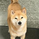 由 jjjj_44 (刊登 ID 1367497853，圖片 1) 提交，位於 的 (類別：)，說明：。