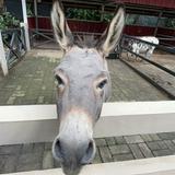 (Kategori: ) berada di . Dikirim oleh sesell2321 (ID iklan 1367344141, Gambar 1). Deskripsi: .
