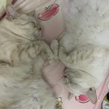 （分類：）位於 。 由 snowy216 提交（商品編號 1366993480，圖片 1）。簡介： 。