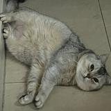 （分類：）位於 。 由 jello_jello_cat 提交（商品編號 1386206284，圖片 1）。簡介： 。