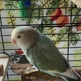 (分類:)位於 。 由 lamanna0327 提交(商品編號 1463062577,圖片 1)。簡介: 。