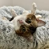 （分類：）位於 。 由 bbcgk 提交（商品編號 1366672800，圖片 1）。簡介： 。