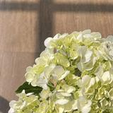 (Kategori: ) berada di . Dikirim oleh churrossaurus (ID iklan 1373231929, Gambar 1). Deskripsi: .