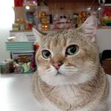 （分類：）位於 。 由 henryhhh 提交（商品編號 1309161075，圖片 1）。簡介： 。