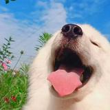 由 loooocus (刊登 ID 1381667884，圖片 1) 提交，位於 的 (類別：)，說明：。