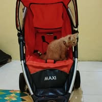 (Kategori: ) berada di . Dikirim oleh tomt2442967859 (ID iklan 1382627800, Gambar 1). Deskripsi: .