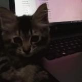 (Kategori: ) berada di . Dikirim oleh cicaww (ID iklan 1377136574, Gambar 1). Deskripsi: .